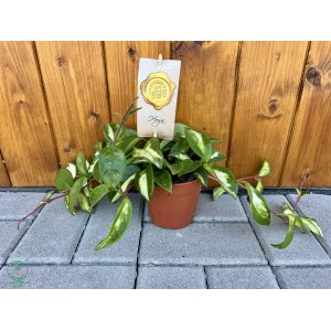 Voskovka (Hoya carnosa) ´TRICOLOR´ - výška 20-30 cm, kont. C1L